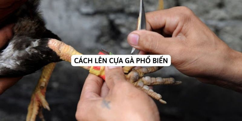 Chia sẻ kinh nghiệm cách lên cựa gà đúng chuẩn tại 78WIN