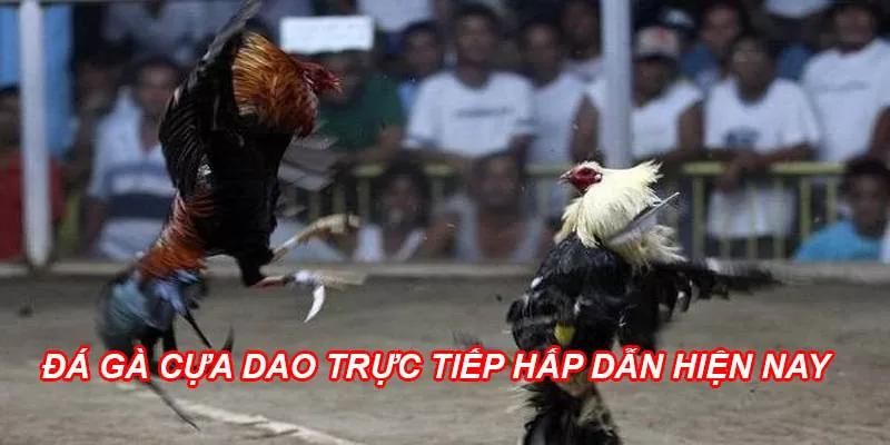 Đá Gà Cựa Dao - Kịch tính máu lửa, hấp dẫn số 1 tại 78WIN