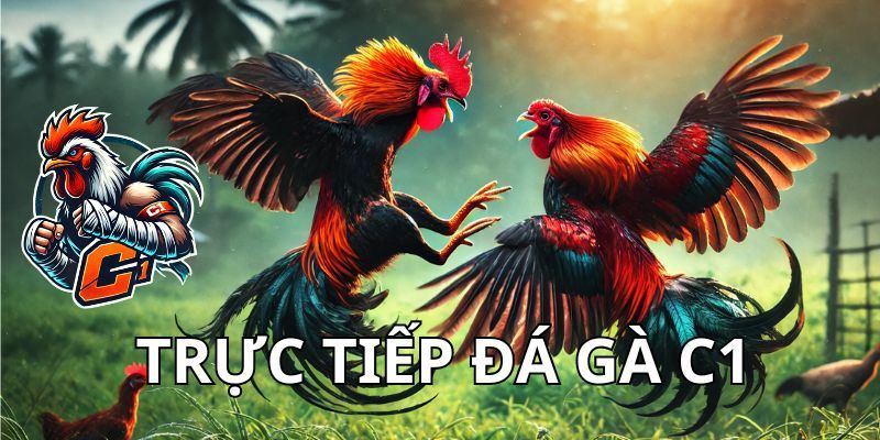 Đá gà cúp C1 - Thiên đường chọi kê đẳng cấp nhất tại 78WIN