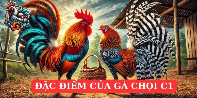 Hướng dẫn phương pháp nuôi gà đá cúp C1 chất lượng cao