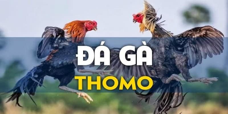 Đá Gà Thomo tại 78WIN - Trải nghiệm đỉnh cao của nghệ thuật