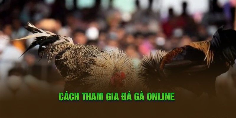 Giới thiệu về đá gà trực tiếp tại sảnh 78Win