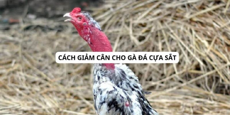 Phương pháp giảm cân cho gà đá cựa sắt chuẩn xát tại 78WIN