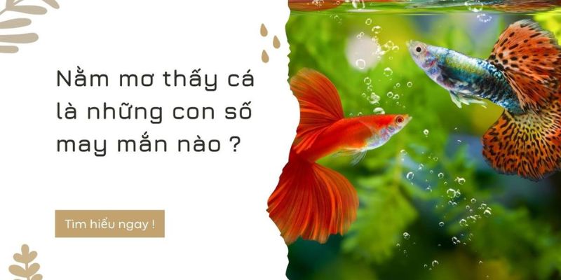 Giải mã giấc mơ qua từng loài cá tại 78WIN