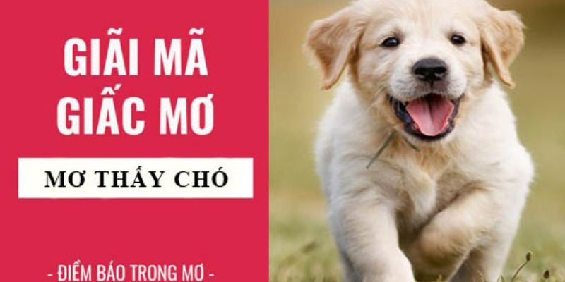 Luận giải giấc mơ qua từng loài chó