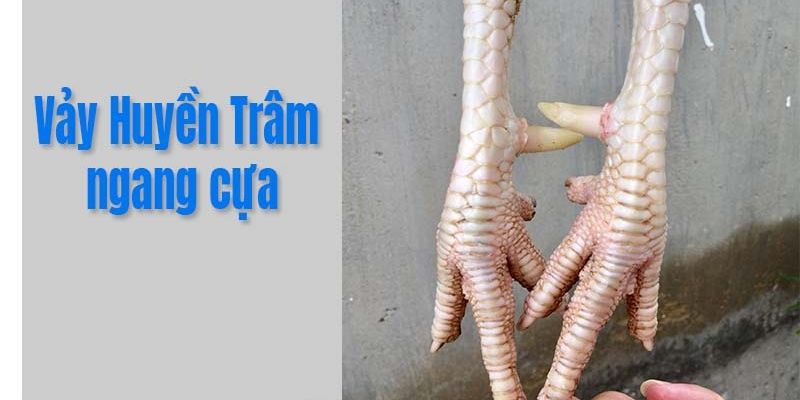 Kỹ năng chăm sóc chiến kê có vảy gà Huyền Trâm