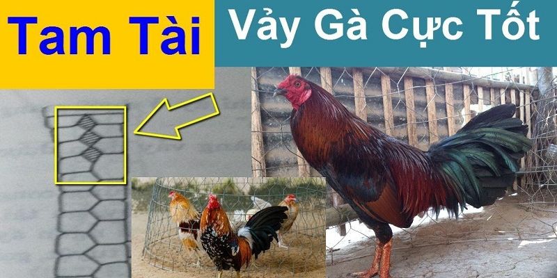 Cách thức nhận biết gà có vảy tam tài tứ quý