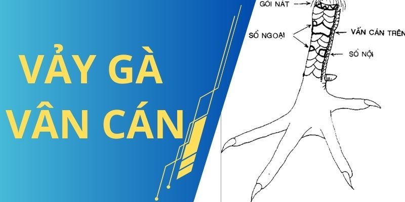 Vảy Gà Vấn Cán - Đặc điểm chiến kê độc và hiếm có tại 78WIN