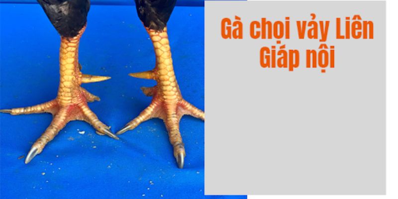 Lợi thế của các chiến kê có móng ngựa liên giáp