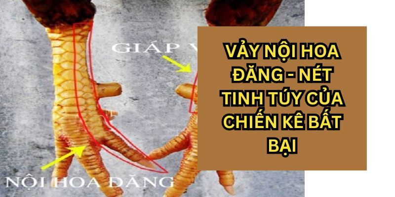 Đánh giá gà vảy nội hoa đăng từ các sư kê